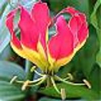 Gloriosa