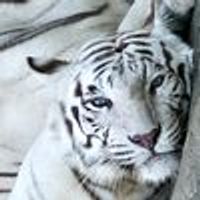 GLASHA_77